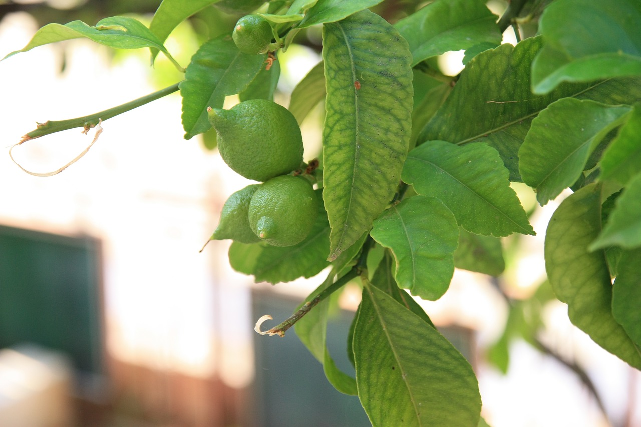 leaf  eating  fruit free photo