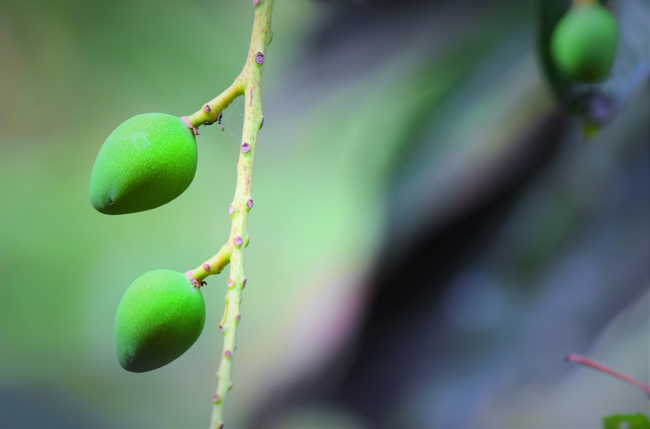 leaf  nature  outdoors free photo