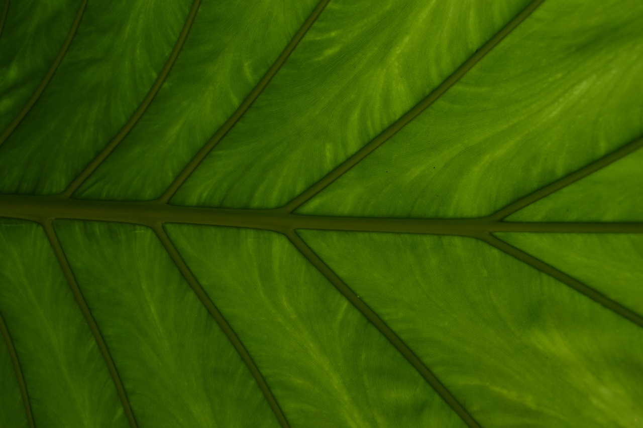 Листья растений. Green листья j,JV 2r. Обои Green Leafs 1440-900 на экспресс панель. Leaf Veins. Green leaf отзывы