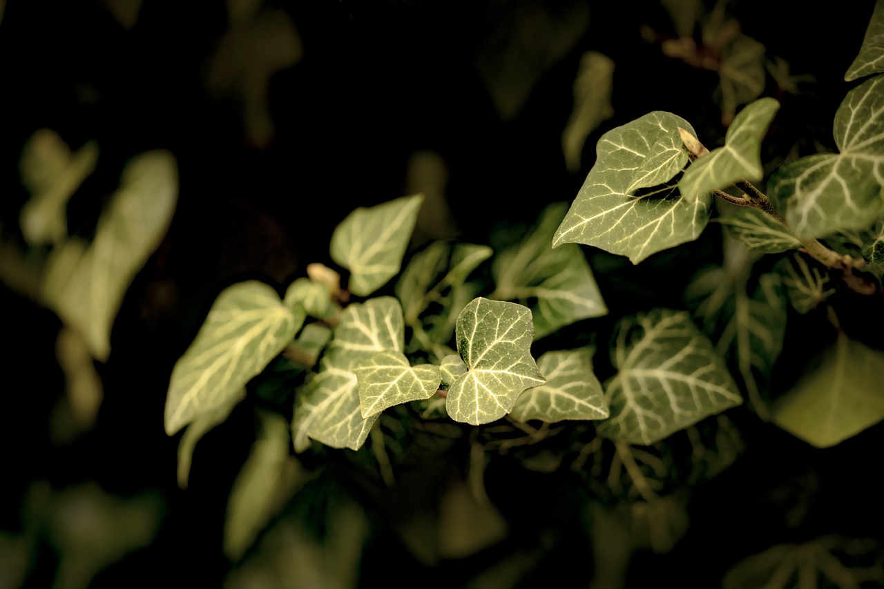 leaf  plant  ivy free photo