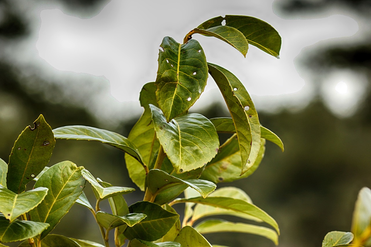 leaf  flora  nature free photo