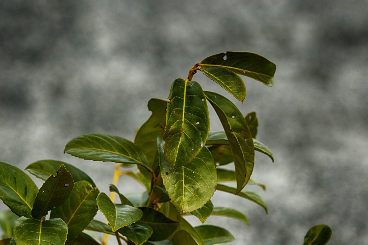 leaf  flora  nature free photo