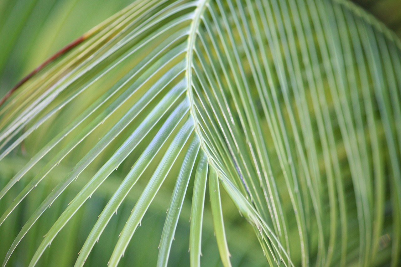 leaf  flora  growth free photo