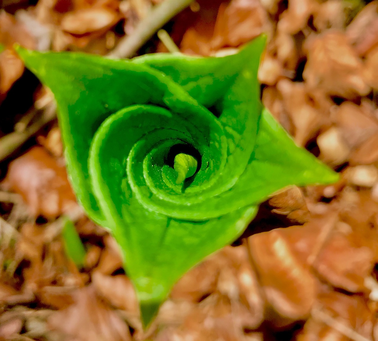 leaf  plant  background free photo