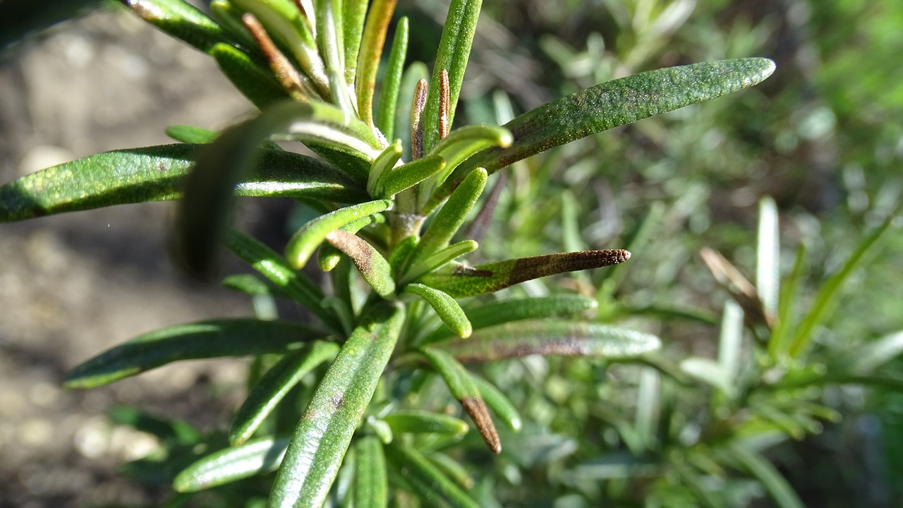 leaf  nature  flora free photo