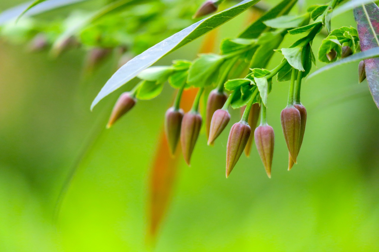 leaf  plant  nature free photo