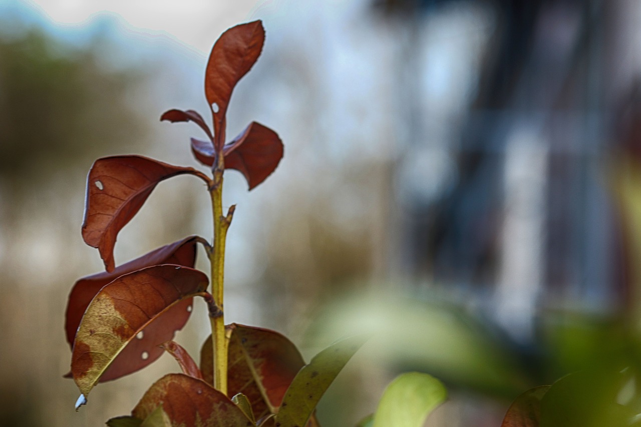 leaf  nature  flora free photo