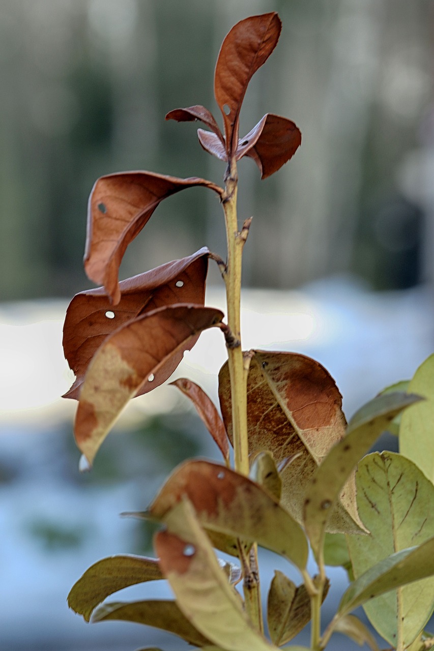 leaf  nature  flora free photo