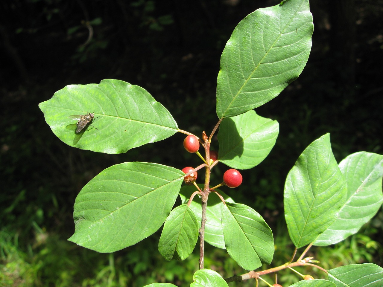 leaf  nature  plant free photo