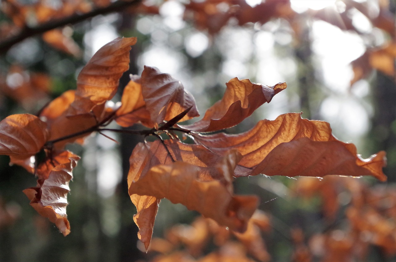 leaf  autumn  tree free photo