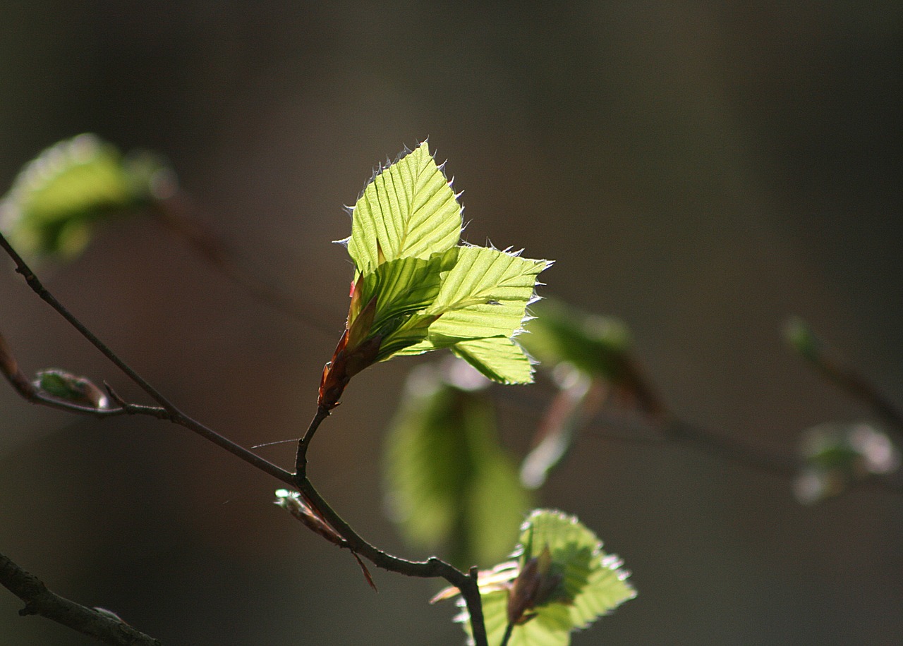 leaf  plant  nature free photo