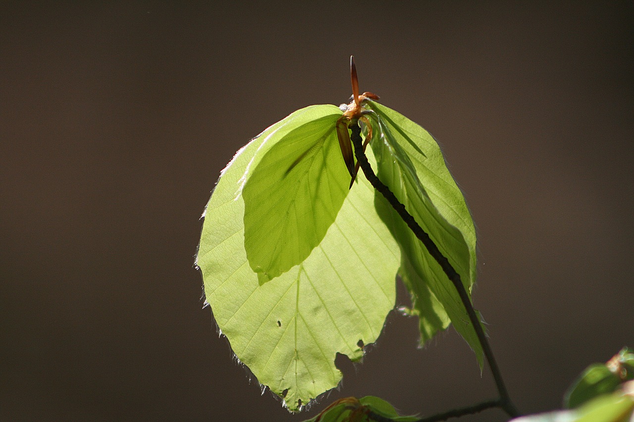 leaf  nature  plant free photo