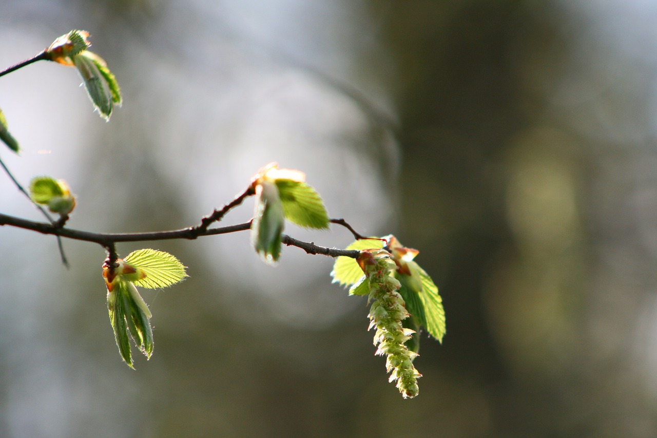 leaf  nature  tree free photo