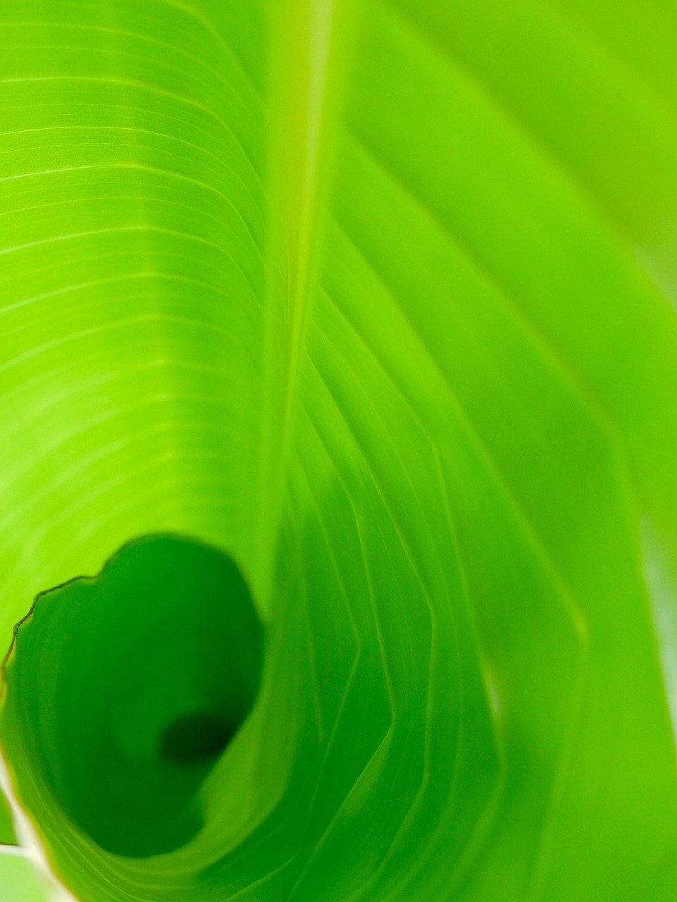 leaf  flora  growth free photo