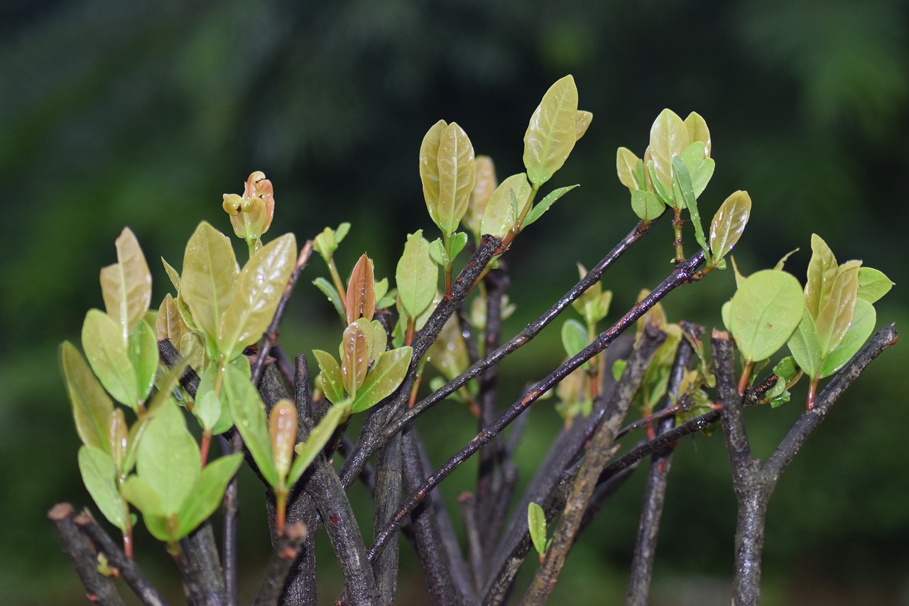 leaf  flora  growth free photo