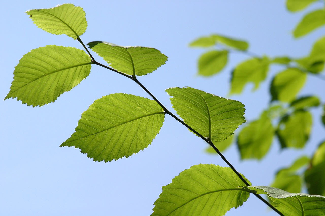 leaf  nature  growth free photo