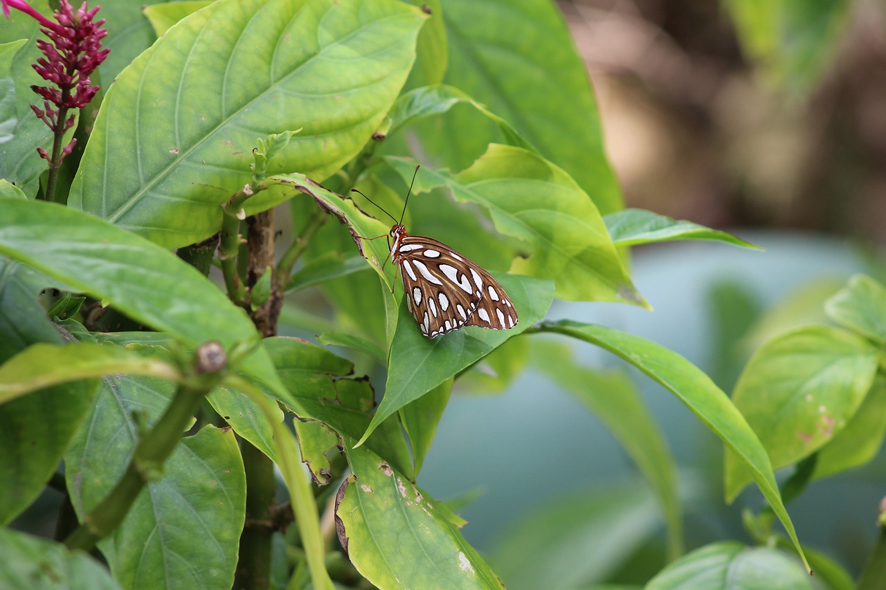 leaf  nature  flora free photo