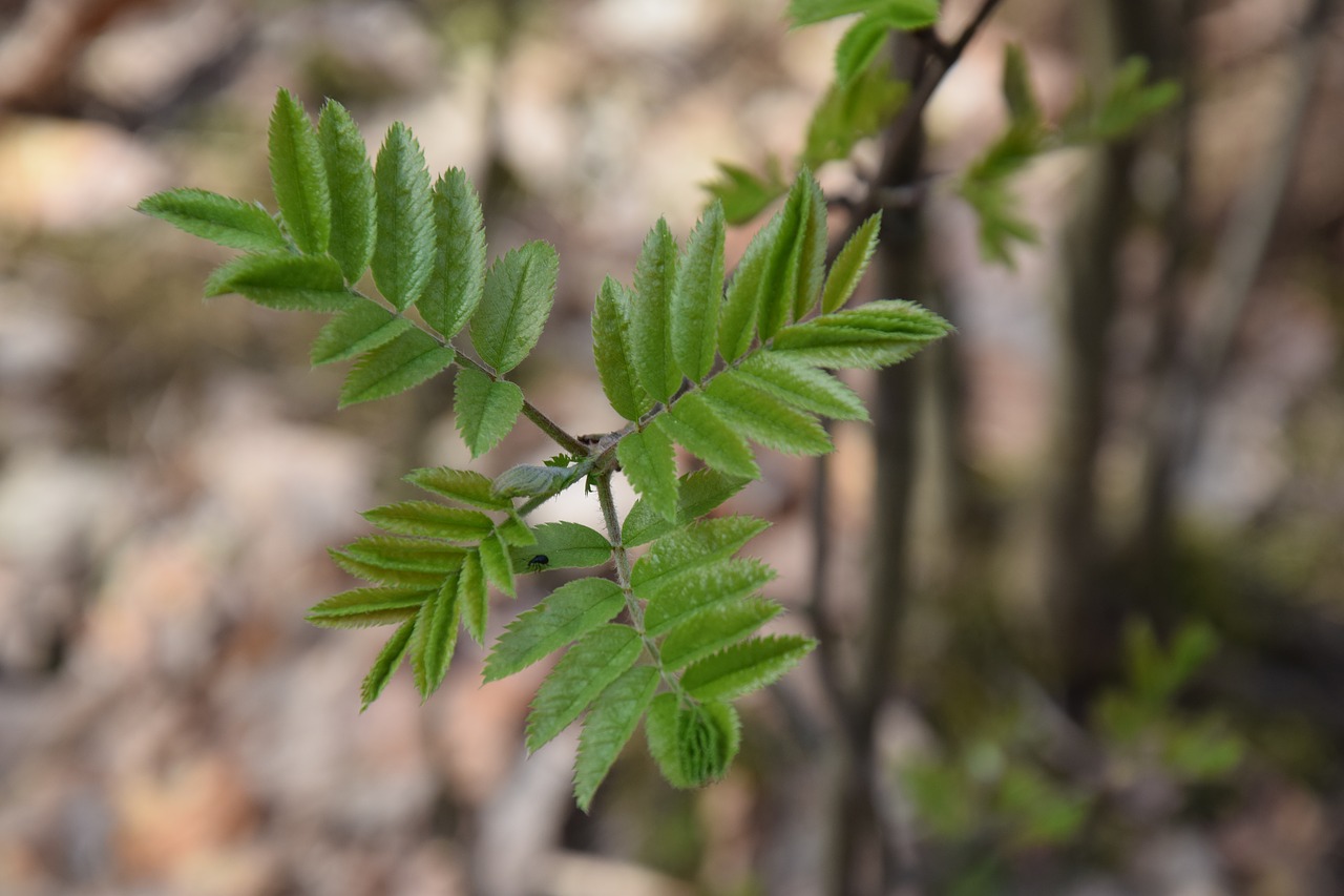 leaf  plant  nature free photo