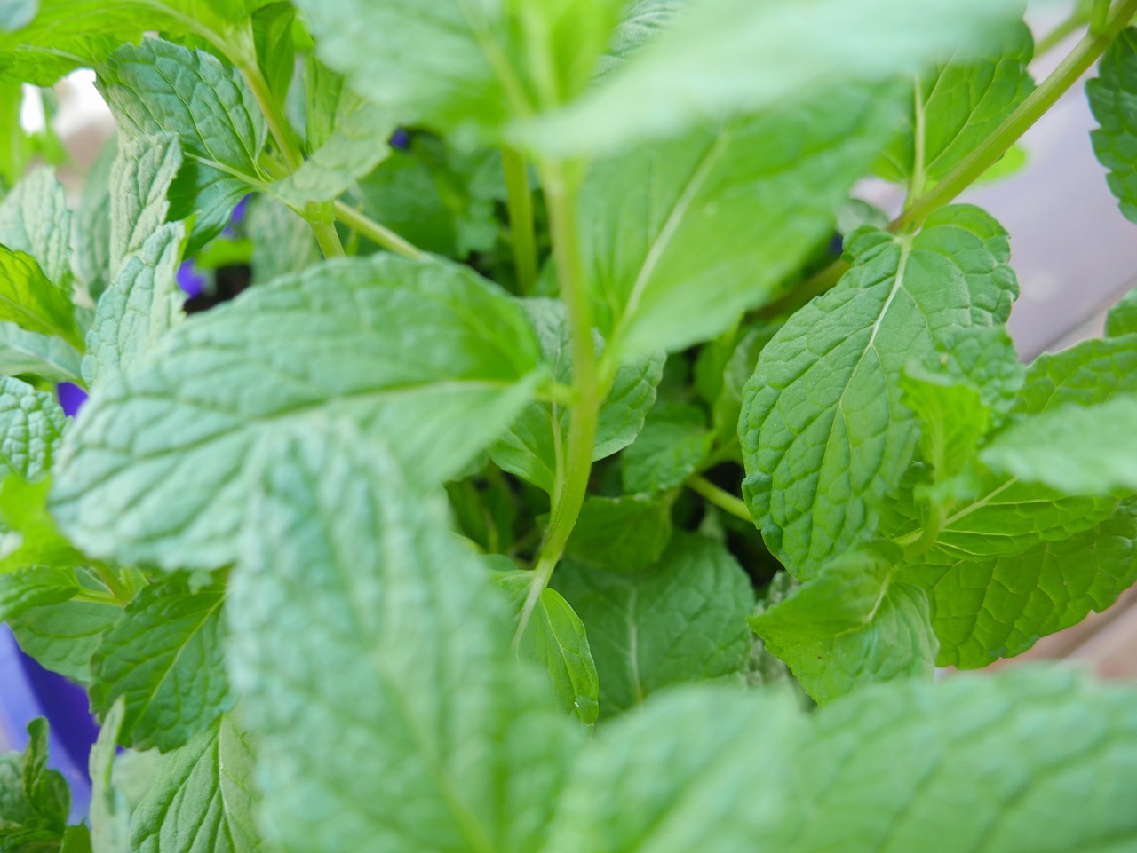 leaf  flora  mint free photo