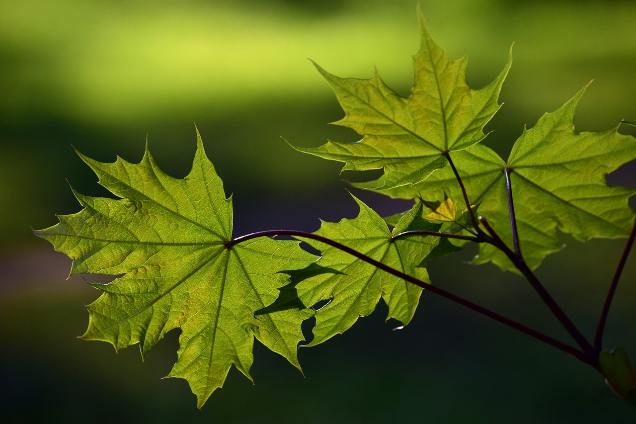 leaf  plant  nature free photo