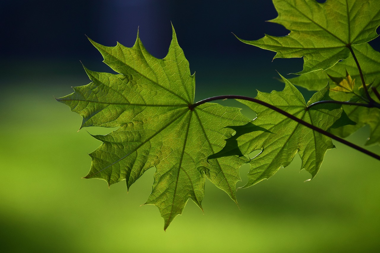 leaf  plant  nature free photo