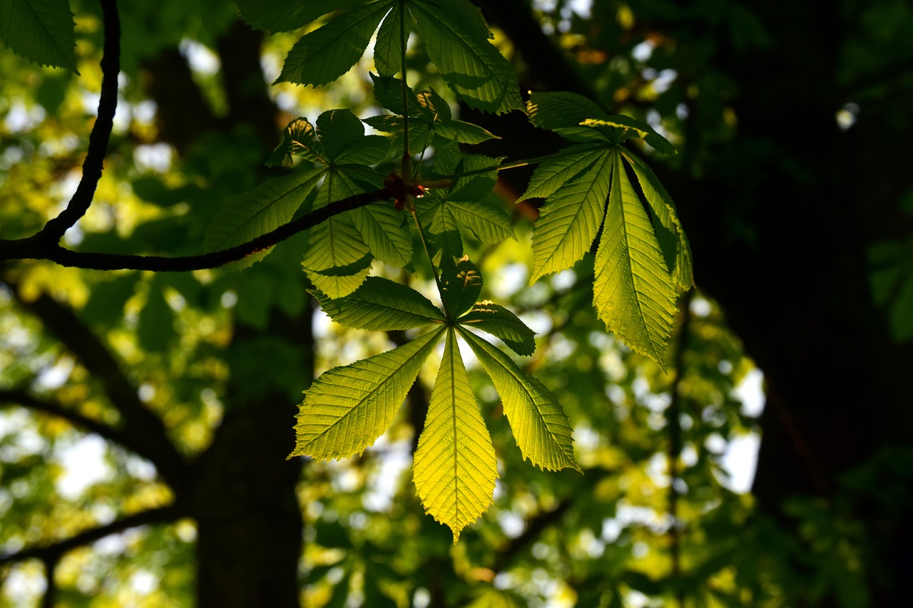 leaf  plant  tree free photo