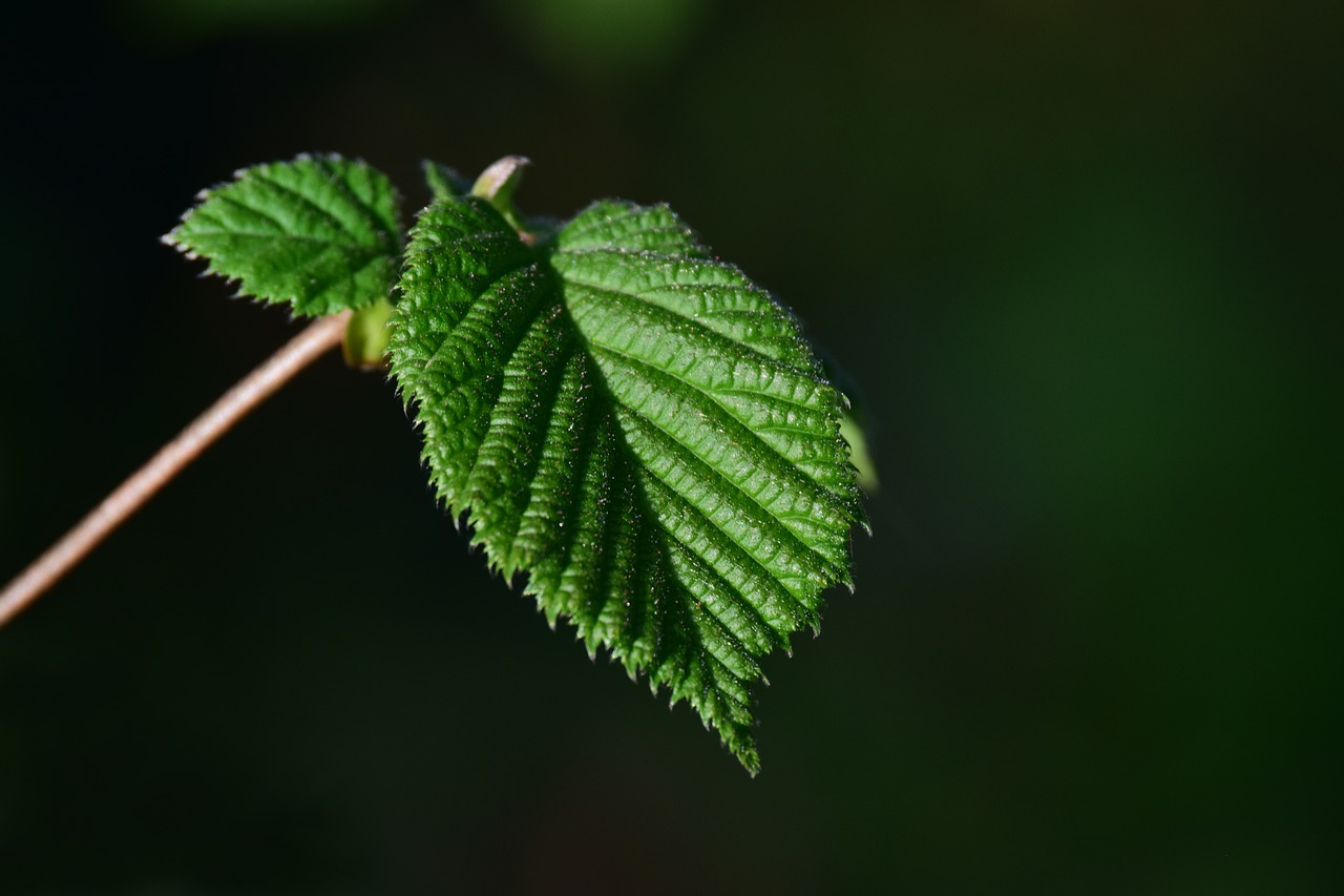 leaf  plant  nature free photo