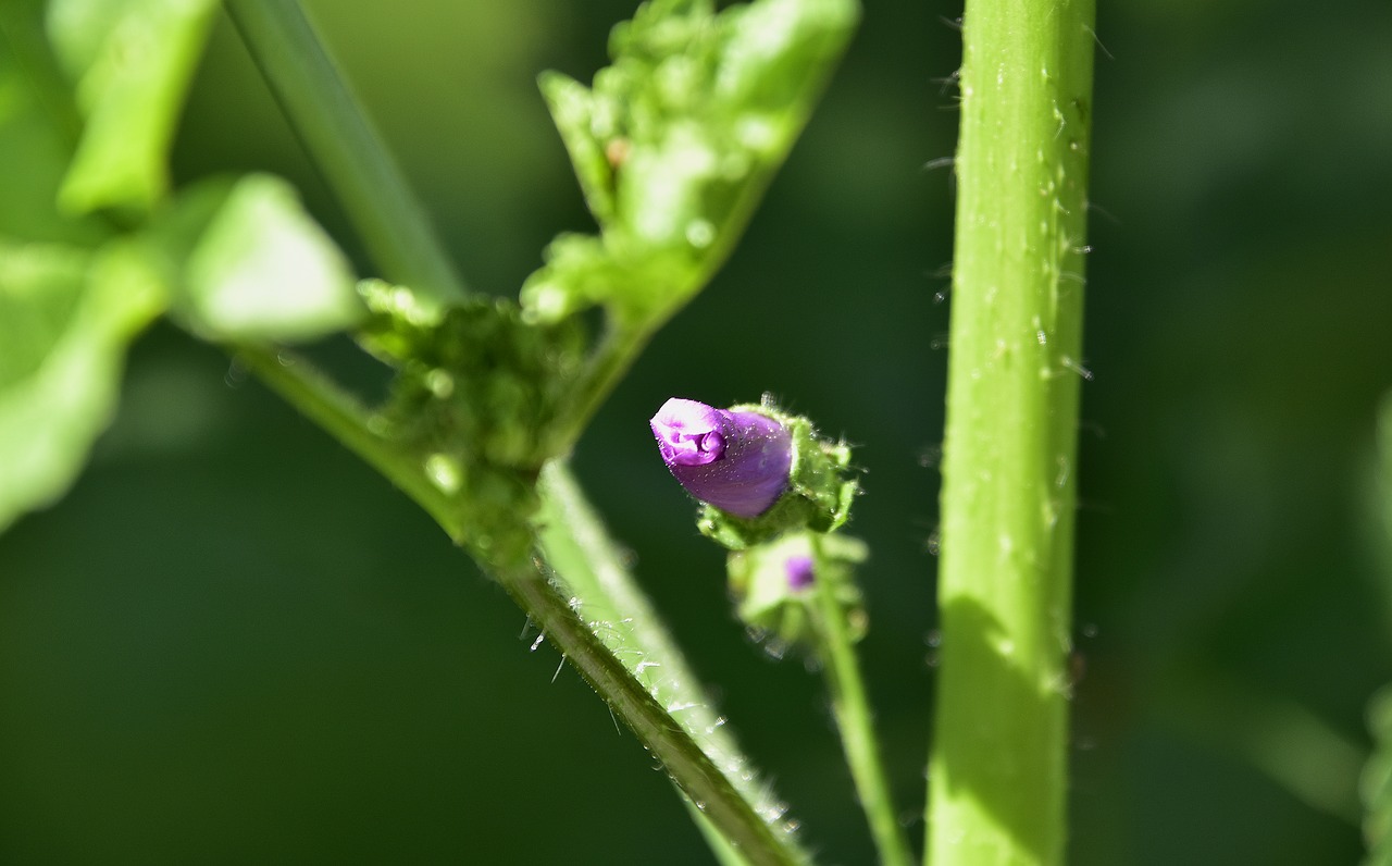 leaf  nature  plant free photo