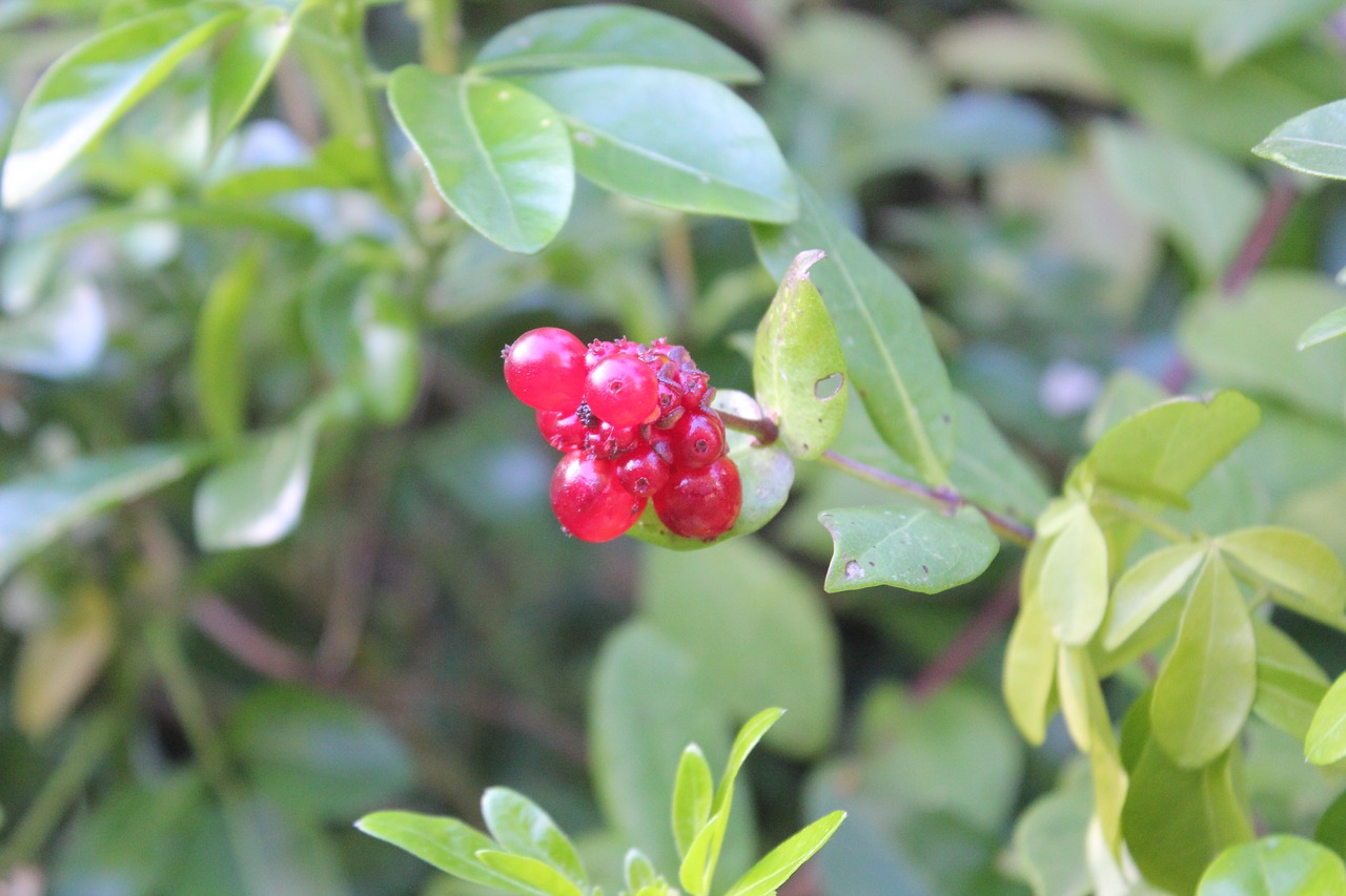 leaf  nature  berries free photo