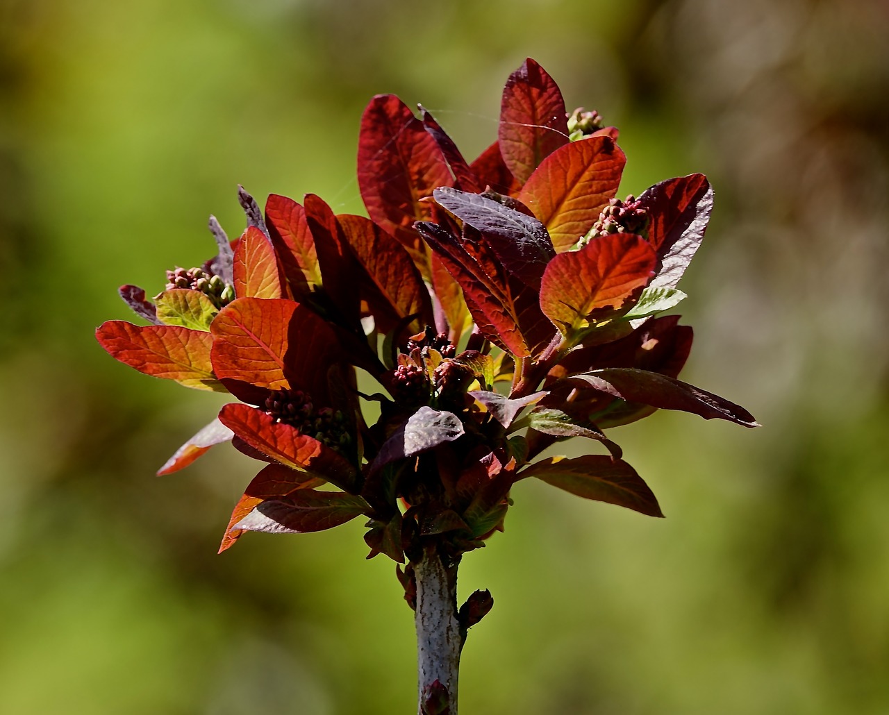 leaf  nature  plant free photo