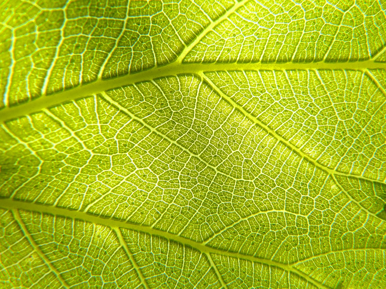Download free photo of Leaf, plant, photosynthesis, vein, asymmetry ...