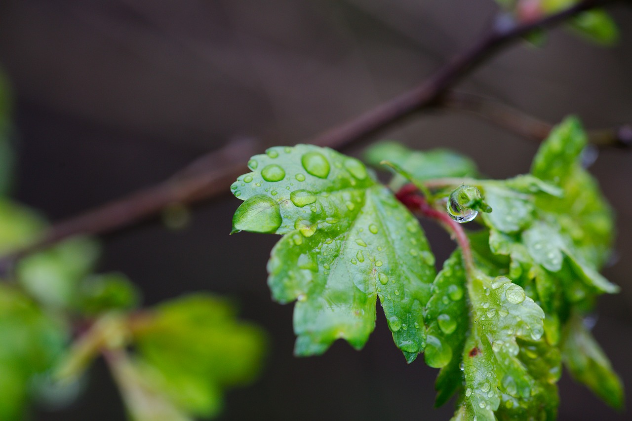 leaf  plant  nature free photo