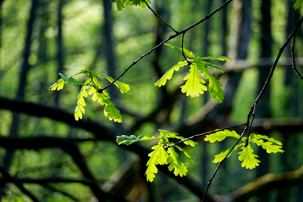 leaf  tree  plant free photo