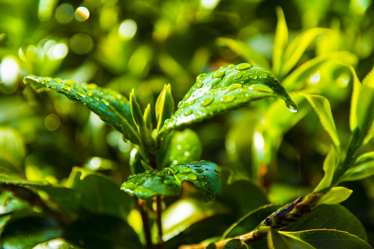 leaf  plant  nature free photo