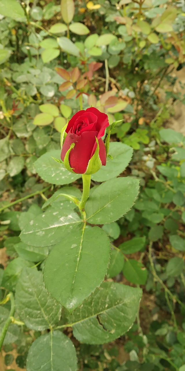 leaf  flower  flora free photo