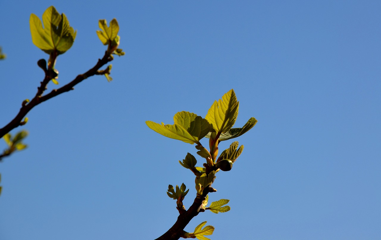 leaf  nature  tree free photo