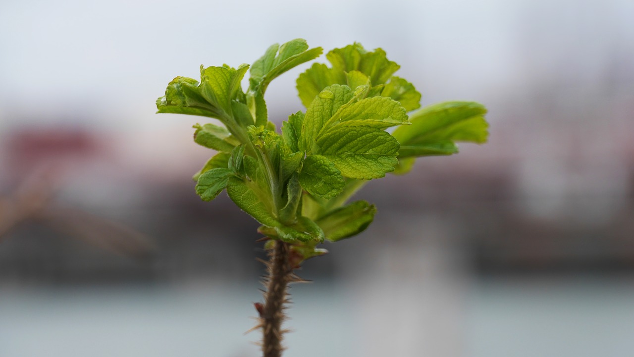 leaf  plants  nature free photo