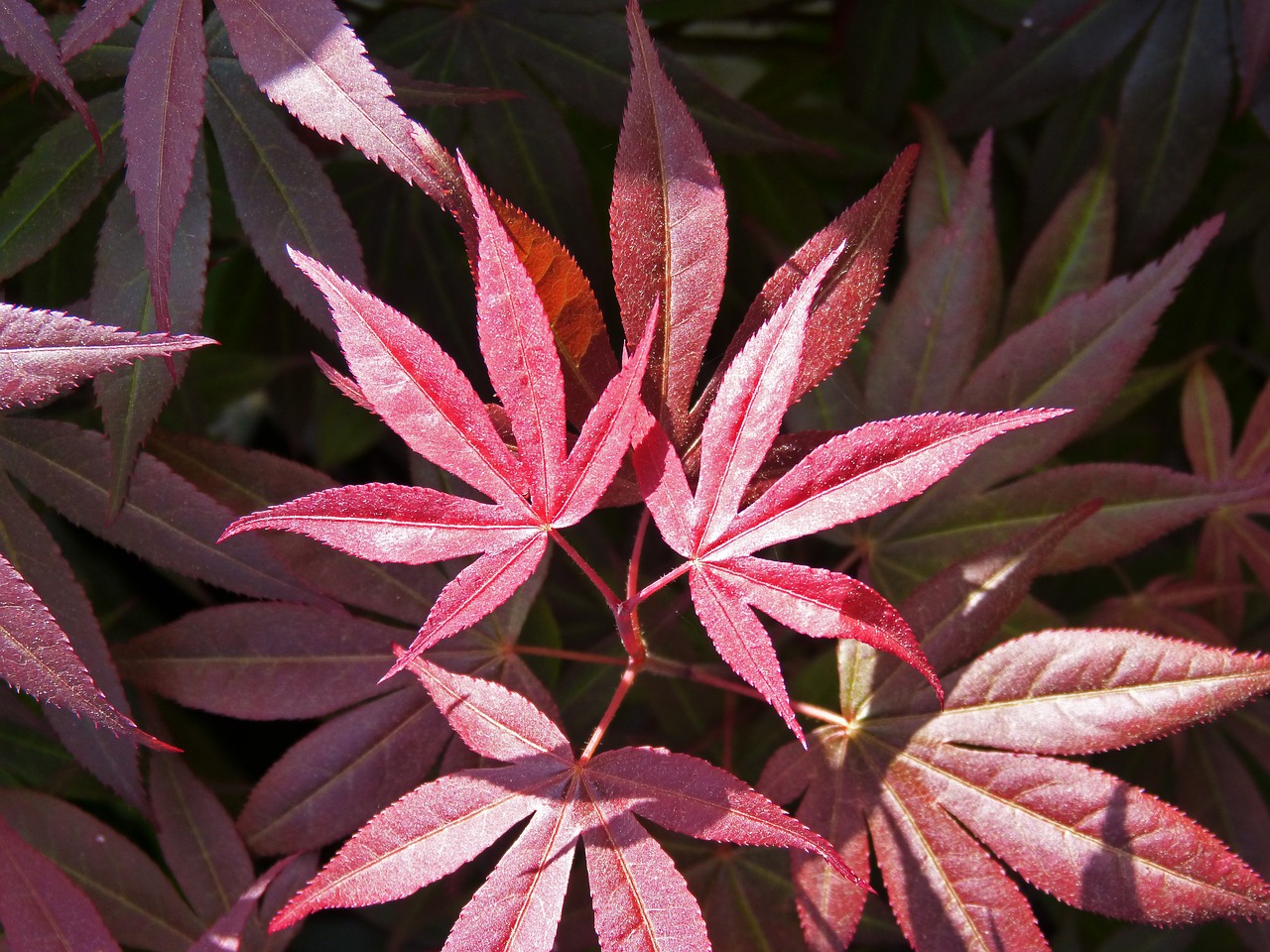 leaf  red leaf  plant free photo