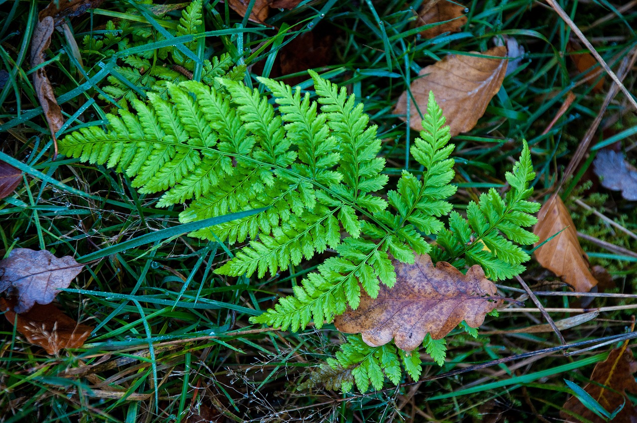 leaf  plant  nature free photo