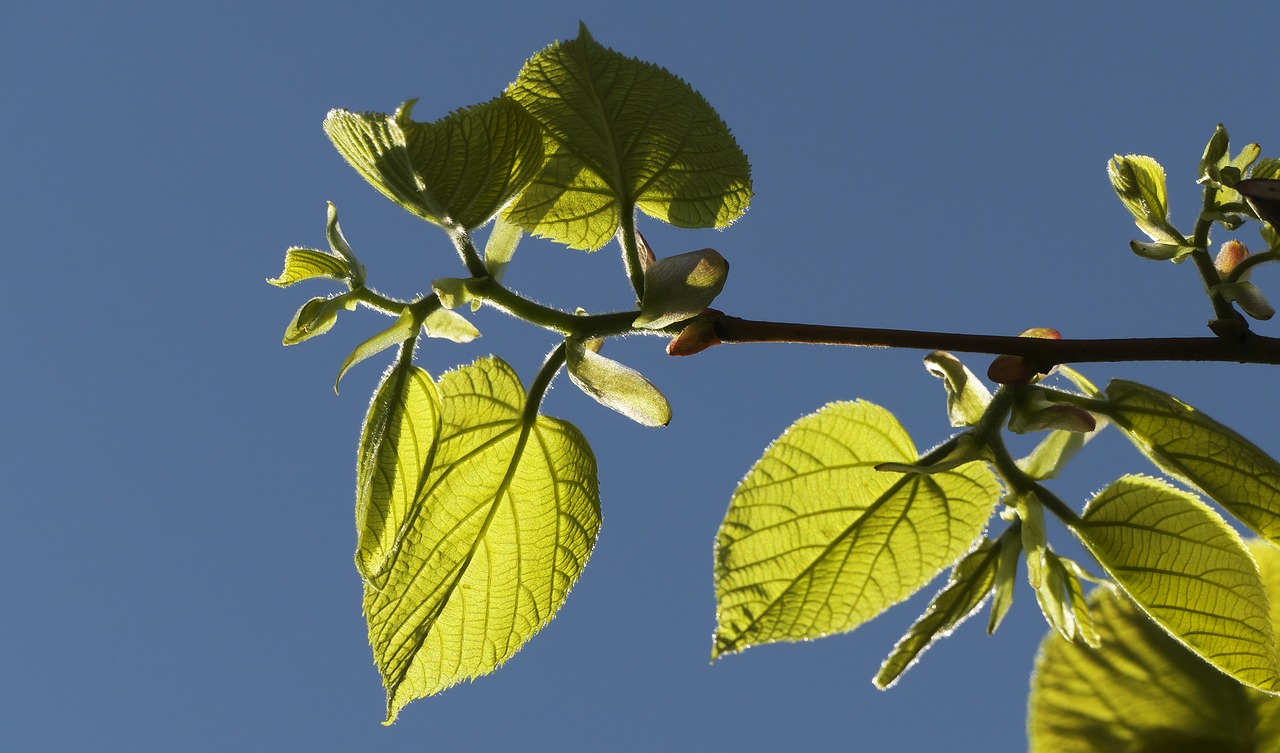 leaf  tree  branches free photo