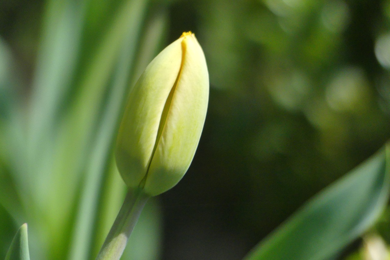 leaf  plant  nature free photo