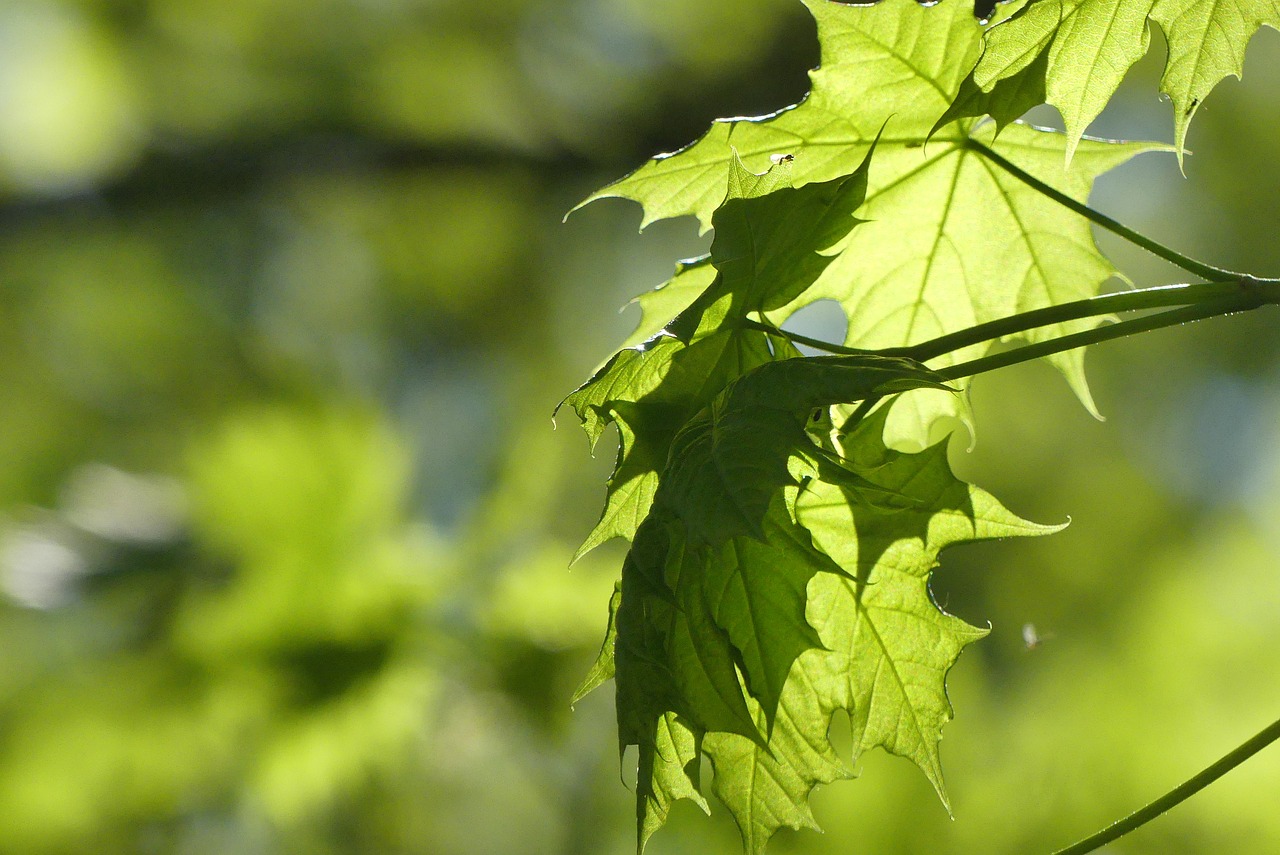 leaf  nature  plant free photo