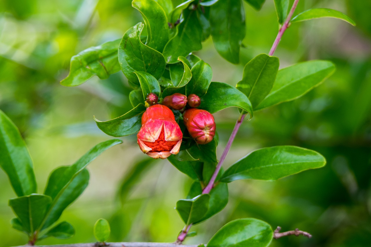 leaf  fruit  nature free photo