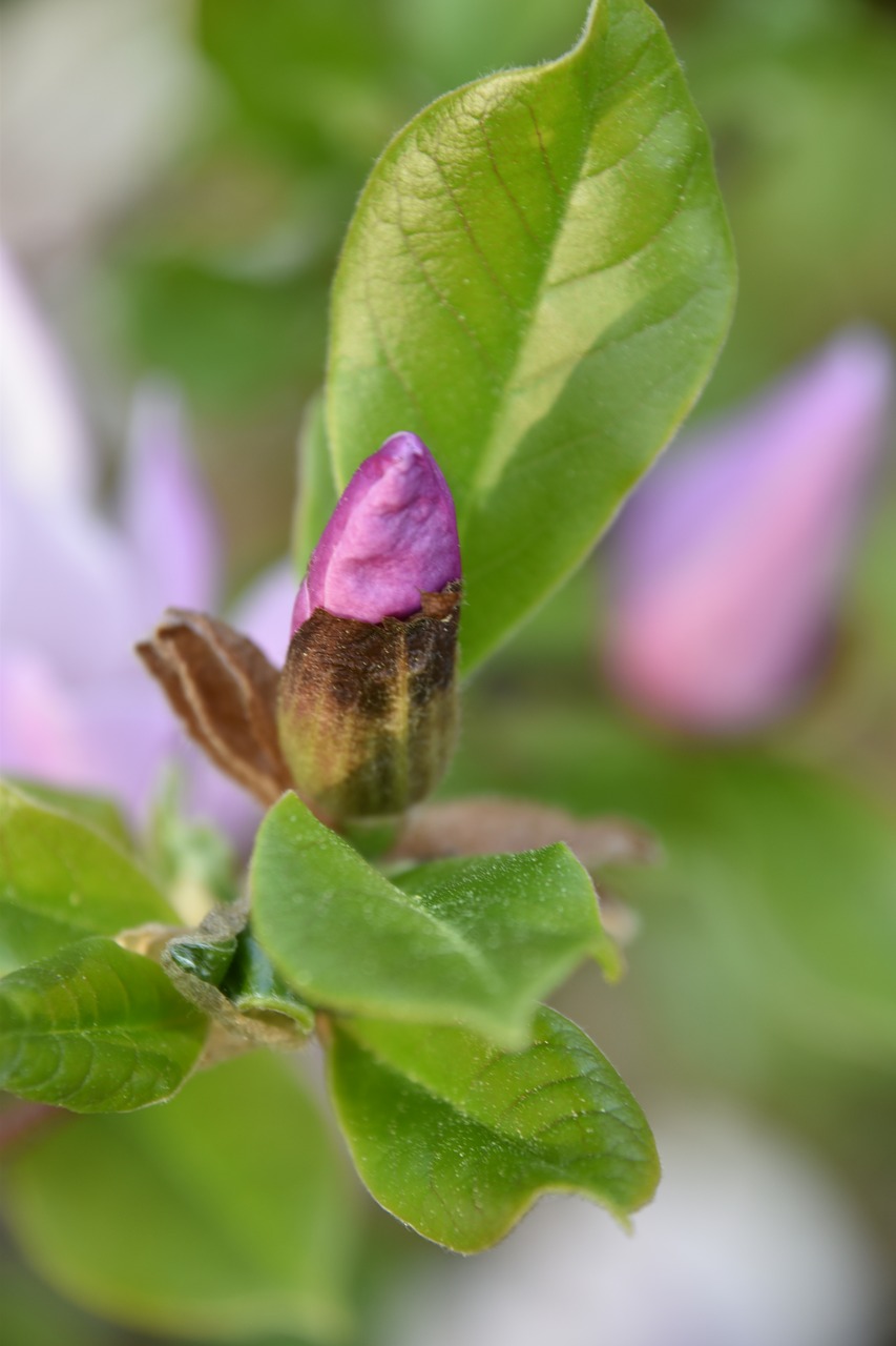 leaf  nature  plant free photo