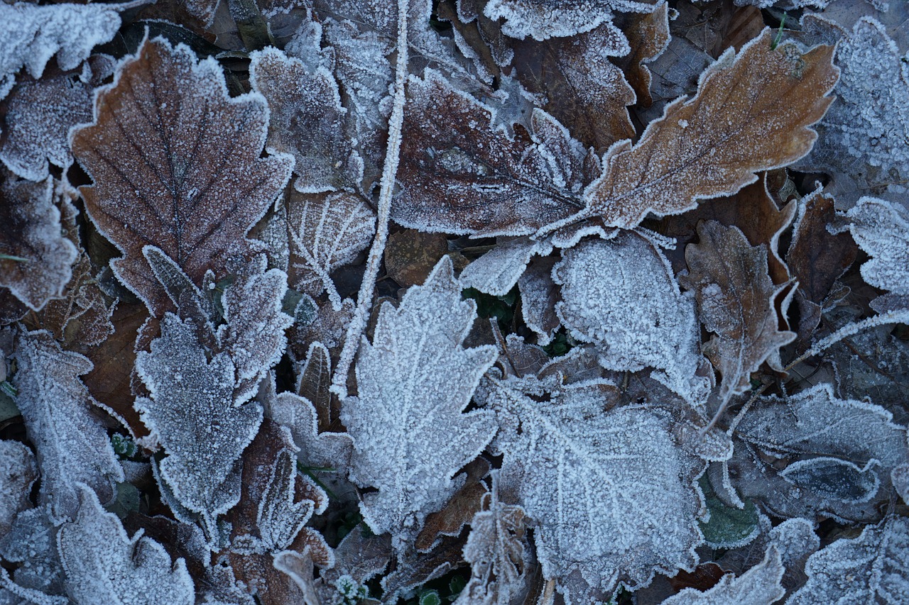 leaf  frost  nature free photo