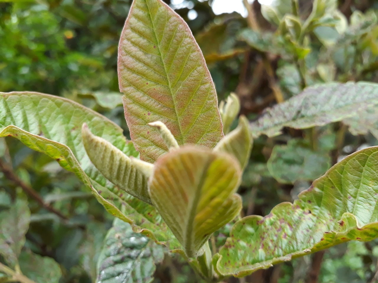 leaf  nature  plant free photo