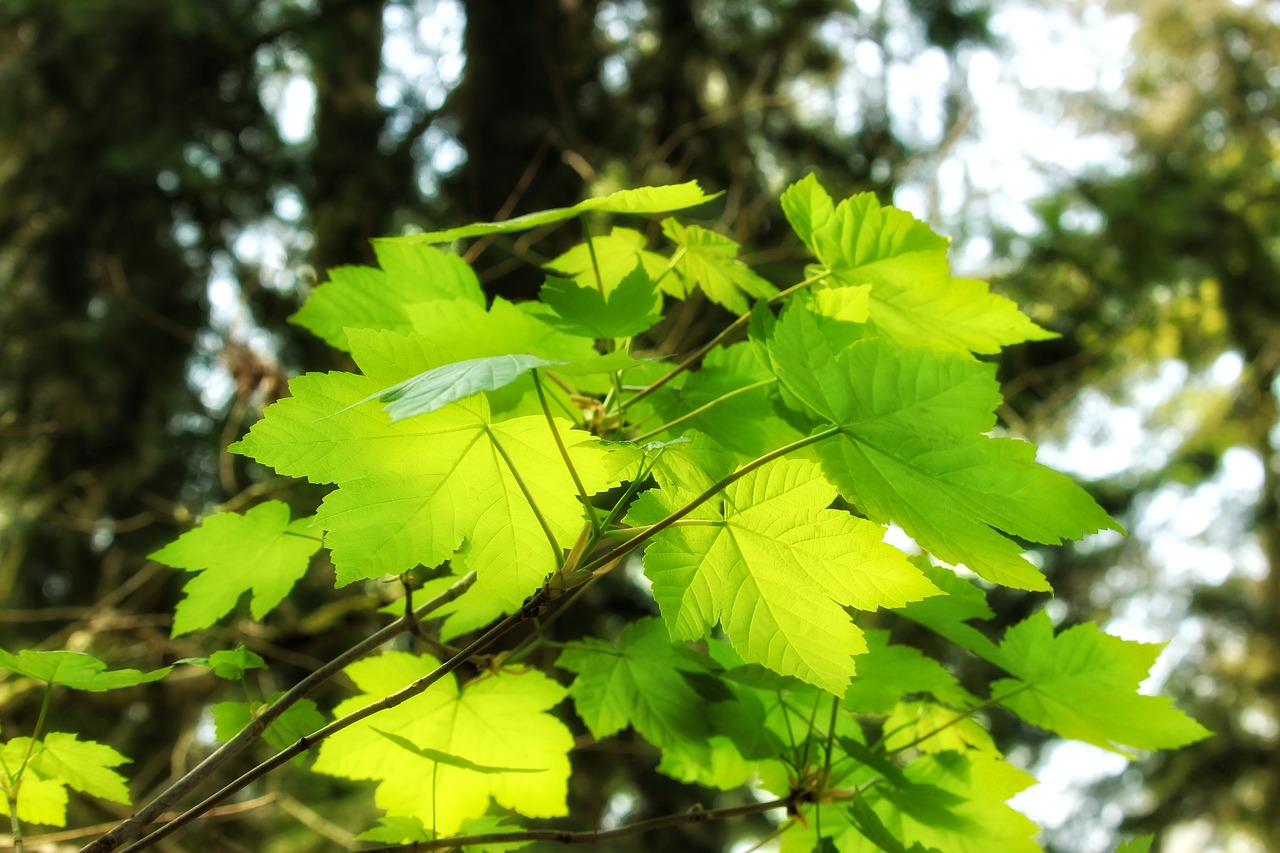 leaf  nature  plant free photo