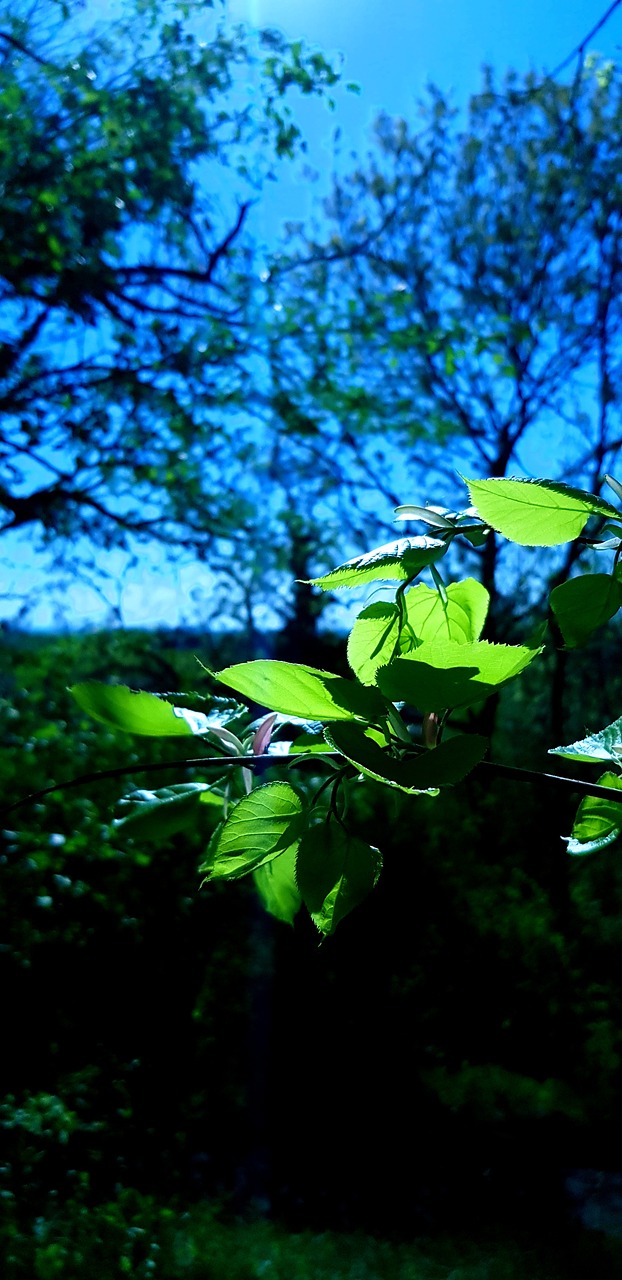 leaf  nature  tree free photo