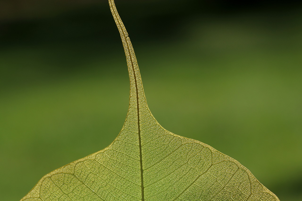 leaf  nature  plant free photo