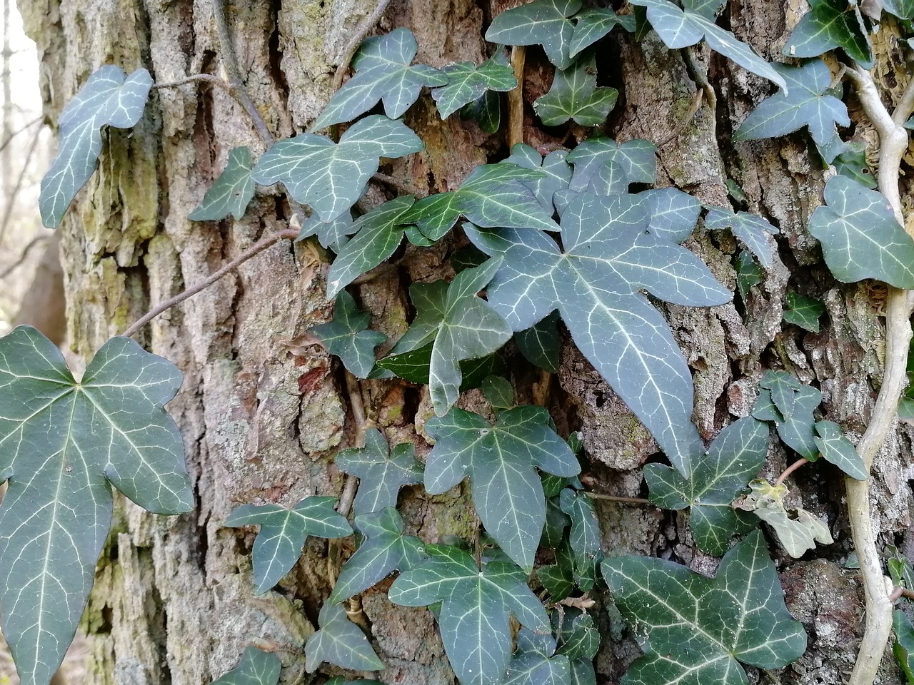 leaf  ivy  plant free photo